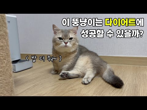 뚱냥이의 다이어트 도전기