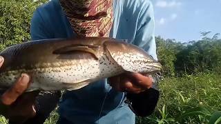preview picture of video 'Mancing gabus di sungai kapuas'