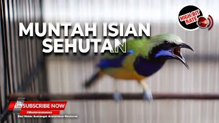 Download lagu 🔴Full Isian Variasi Cucak Cungkok Gacor Masteran Juwara 2024❗️Cukup Satu Burung Untuk Banyak Suara mp3
