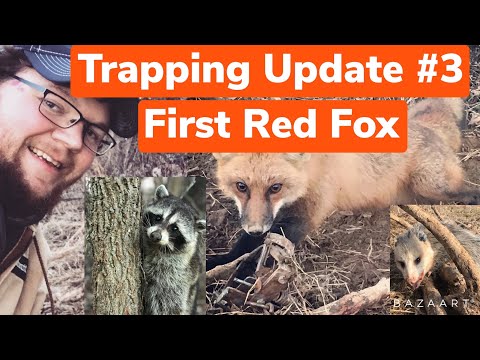 West Virginia Trapping Update Week of 2/6/2022 First Red Fox, Possum and More Raccoons