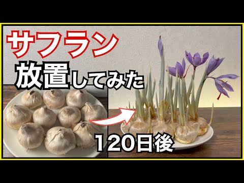 園芸 サフラン栽培