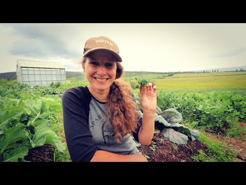 July Garden | Broccoli and Cauliflower Harvest, sort of... | Forest Garden