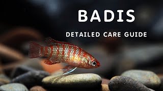 BADIS FISH DETAILED CARE GUIDE | A-Z GUIDE ON BADIS |