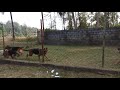 Saigreen S Kennel In Coorg