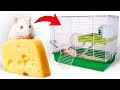New DIY House For A Cute Rat