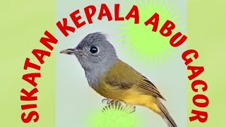 Download lagu SIKATAN KEPALA ABU GACOR BURUNG MASTERAN GREY HEADED CANARY FLYCATCHER mp3 Download lagu SIKATAN KEPALA ABU GACOR BURUNG MASTERAN GREY HEADED CANARY FLYCATCHER mp3