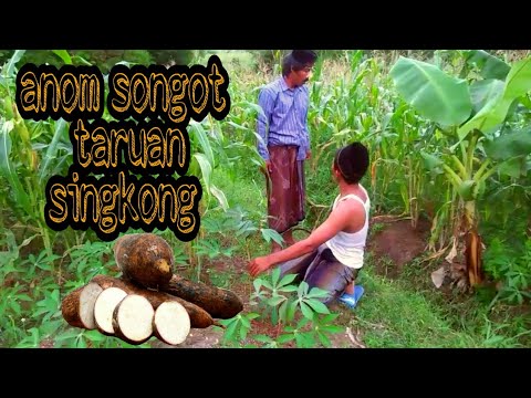 ANOM SONGOT .TAROAN SINGKONG...MADURA LUCU