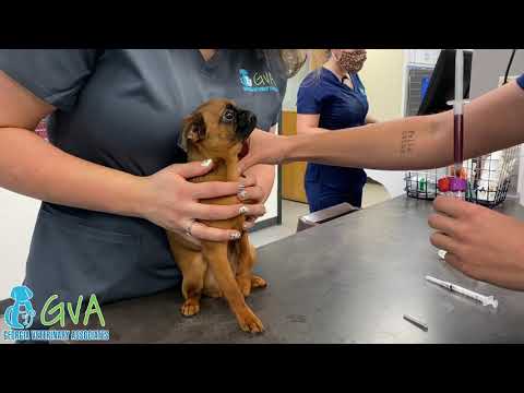 Anesthesia by Georgia Veterinary Associates with Dr. Connor