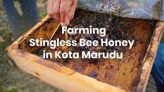 preview picture of video 'Visit a Stingless Bee Homestay in Kota Marudu | Sabah Stays - Episode 2'