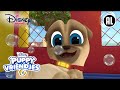 Puppyvriendjes | Zoeken naar bubbels!| Disney Channel NL