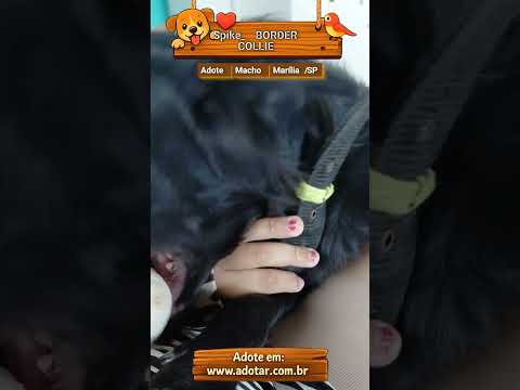 Vídeo de Spike_ BORDER COLLIE 