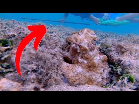 My NEW Tako Poking Stick  |  Tako Diving Hawaii