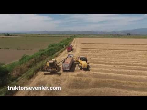 Buğday hasadı Aydın ovası 2