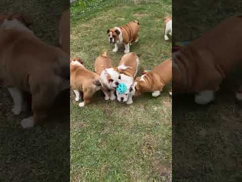 Engleski buldog štenci video thumbnail