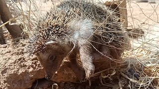 Hedgehog Screaming - All that noise?