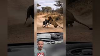 Leão se dá MAL com o Gnu! Olha essa Invertida 😱🐃🦁