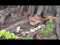 Chicks At Shalom Garden