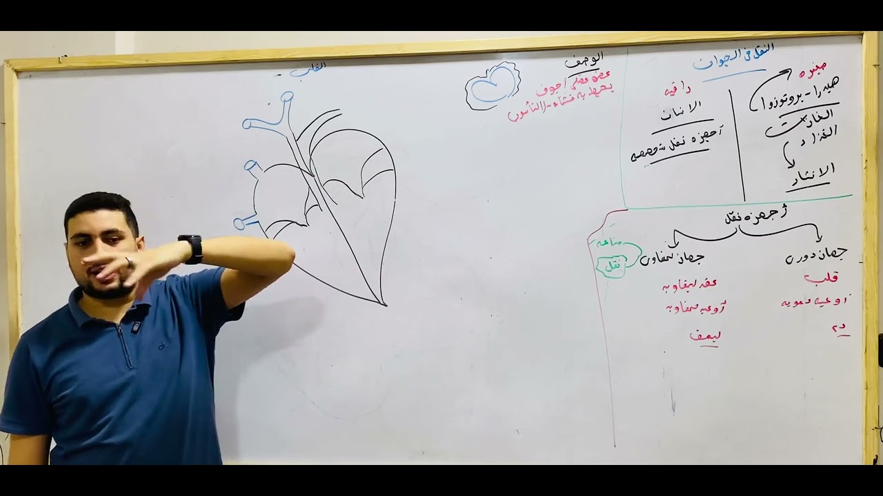 تشريح القلب والصمامات ومسار الدم احياء تانية ثانوي النقل في الانسان
