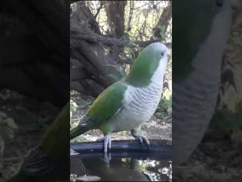 Birdday 061 Lora Jilguero 1806 2025