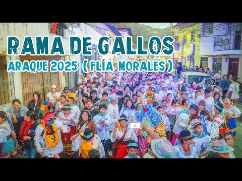 Rama de Gallos Araque 2025 ( Familia Morales)