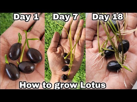 How to grow lotus from seeds, How to grow lotus Rhizome