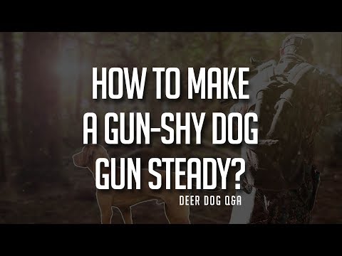 How to Make a Gun-Shy Dog, Gun Steady?