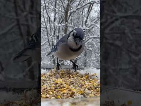 That landing was smooth 🛬🐦#birdwatching #wildbirds #birdlovers