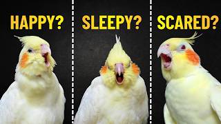 Download lagu 9 Cockatiel Sounds and What They ACTUALLY Mean mp3