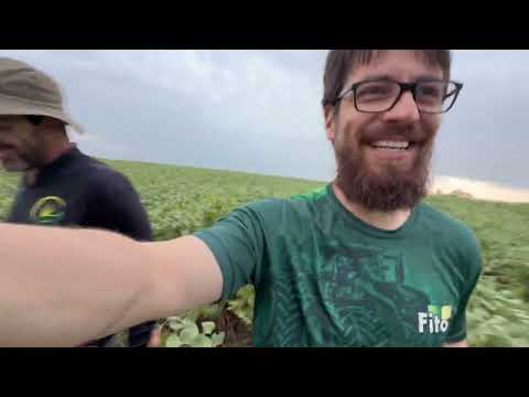 SOJA NAS MISSÕES - seca, fungicidas, cultivares, época de plantio e ferrugem da soja