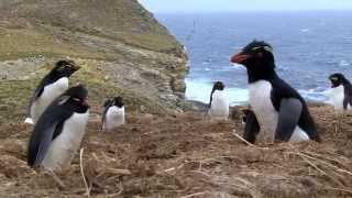 Cheating Penguin Caught with Robot Penguin!