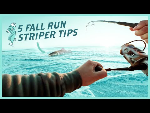 Fall Run Striped Bass Playbook: 5 Tips to Catch Fish This Season