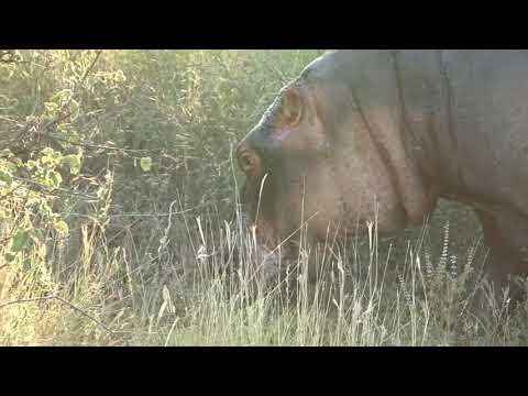 Unusual Hippo behaviour – grazing in the bush in broad daylight
