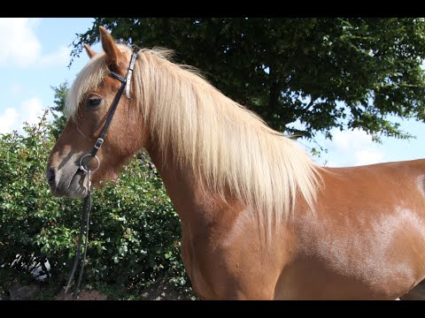 Mánadís vom Kronshof