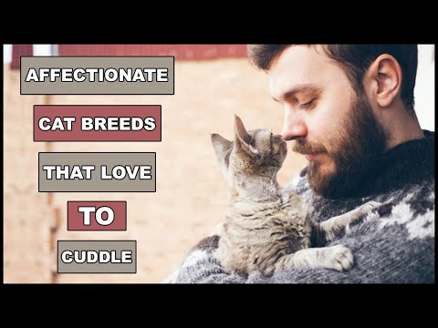 Most Affectionate Cat Breeds That Actually Love To Cuddle | Animal Globe