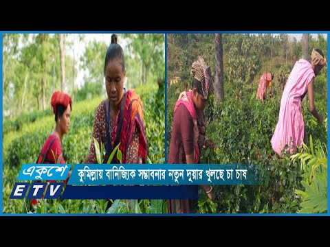 কুমিল্লায় বানিজ্যিক সম্ভাবনার নতুন দুয়ার খুলছে চা চাষ | ETV News