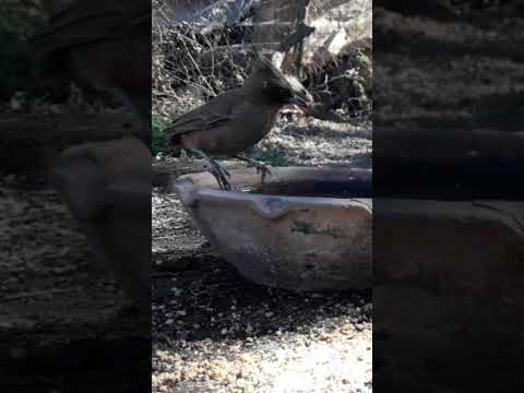 Birdday 135 Cacholote Zorzal chalchalero 2508 25