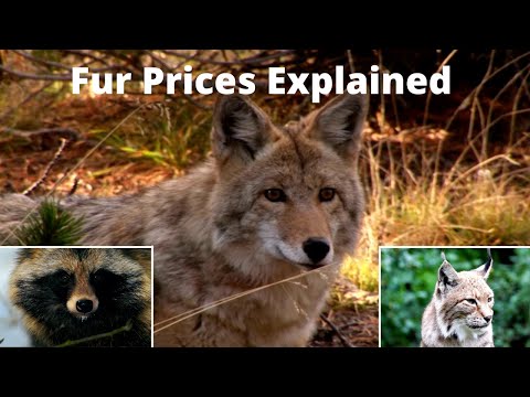 2021 / 2022 Fur Prices - What Animals to Trap