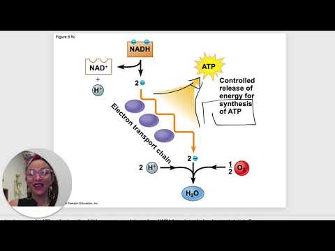 BIO 101 Chapter 6 Power Point   How Cells Harvest Chemical Energy