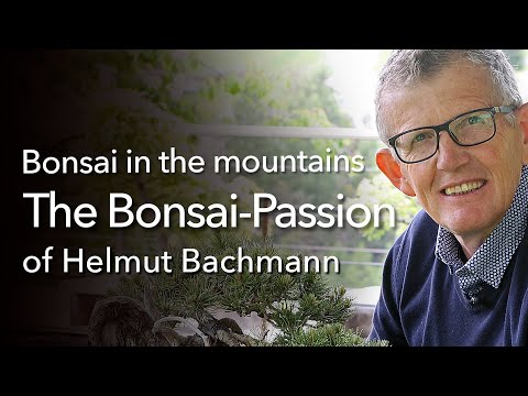 Zeit darf bei Bonsai keine Rolle spielen,  so der passionierte Bonsai-Liebhaber Helmut Bachmann