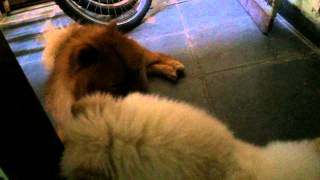 Éron e Felicia - 22.01.2015