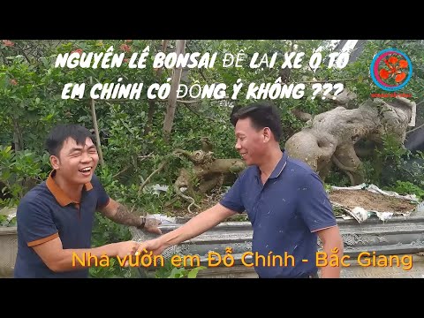 Nguyên Lê Bonsai để lại ô tô rước Cụ duối về ??? Chính ???