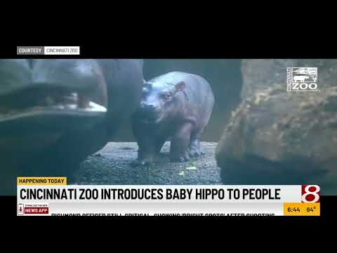 Cincinnati Zoo introduces baby hippo Fritz