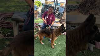 Video preview image #1 German Shepherd Dog Puppy For Sale in Pasadena, CA, USA