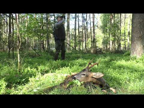 Sarna na rozkładzie