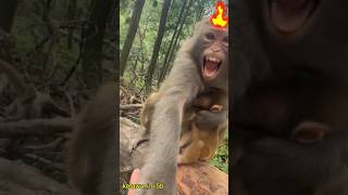 Download lagu Why Did This Monkey Suddenly Go Berserk? Here's Why! mp3 Download lagu Why Did This Monkey Suddenly Go Berserk? Here's Why! mp3