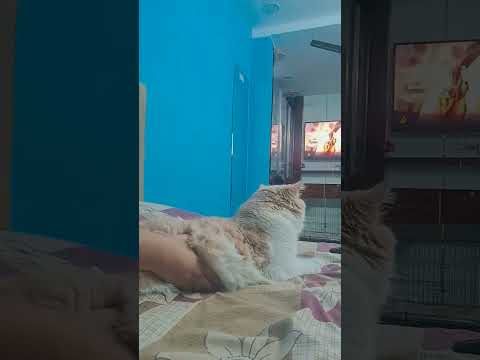 mylo did the buggati trend 😭✨🤷🏻‍♀️🌷🤌🏻#buggati #trending #cat #ifrah #mylo