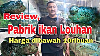 Download lagu Review, Harga ikan Louhan termurah. Langsung dari Pabrik ikan Louhan. #louhanfish  #ikanlouhankamfa mp3