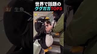 ググガガペンギン可愛いね #gugugaga #cute #ゲーム実況 #海外 #memes #鳴潮 #アニメ #anime #ゲーム