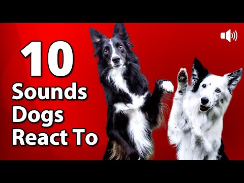 10 Dog REACTION Sounds - Sound Dogs React To 🐶🎵