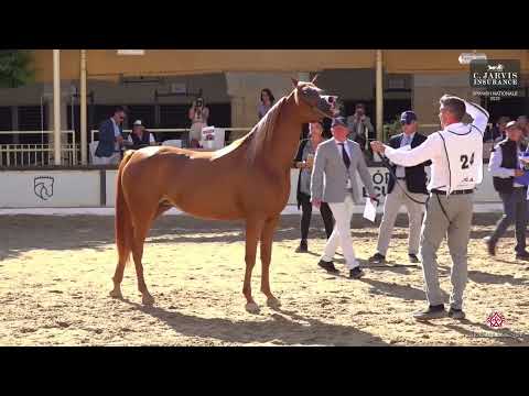 N 24 LAA ALLEGRA   Spanish Nationals 2025   Fillies 3 Years Old Class 3